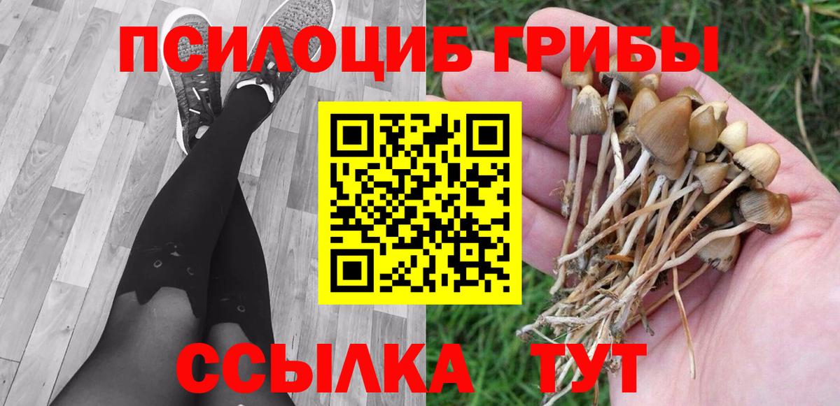 Чернушка  Псилоцибиновые грибы Psilocybe  Вход с VPN 